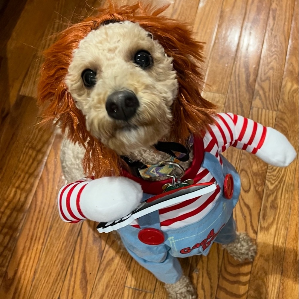 Chucky Halloween costume for dog
Chuckie costume
(